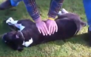 Passante salva cane con massaggio cardiaco dopo che ha avuto un attacco cardiaco