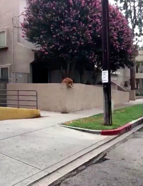 cane getta la pallina fuori per giocare con i passanti