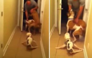 Torna a casa dopo essere mancato 6 mesi, l’accoglienza dei suoi 3 cani, tra cui una con gli arti paralizzati