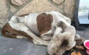 Pitbull ridotta ad un cumulo di ossa, solo due bambini del quartiere decisero di agire