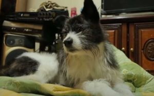 Video: Cane inconsolabile piange da 15 mesi perché  il suo padrone non torna a casa