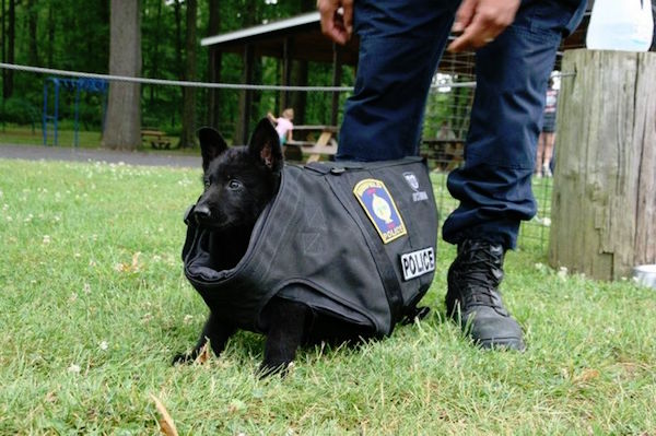 cane cinofilo nei primi giorni di addestramento