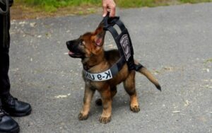 10 cani della polizia che si stanno addestrando per dare il loro meglio