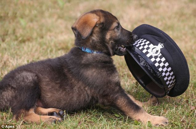 cane cinofilo nei primi giorni di addestramento