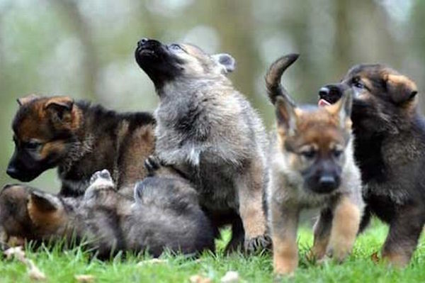 cane cinofilo nei primi giorni di addestramento