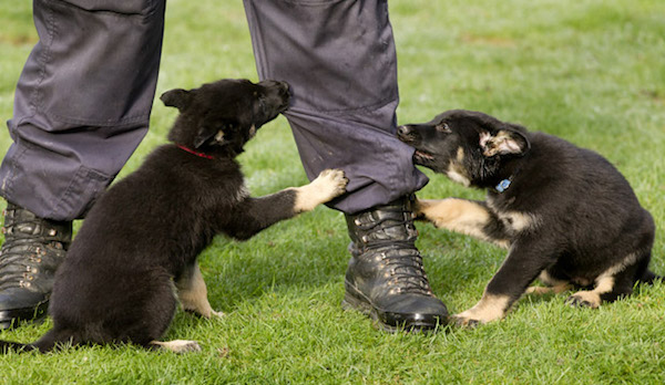 cane cinofilo nei primi giorni di addestramento