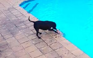 VIDEO: cane salva un altro cane mentre stava annegando in piscina