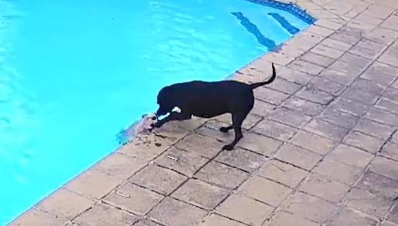 cane salva un altro cane mentre stava annegando in piscina