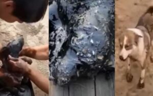 VIDEO: cane conduce due uomini dal suo cucciolo per tirarlo fuori dal catrame