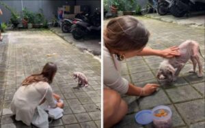 Donna salva cucciolo randagio in cattive condizioni e cambia completamente aspetto