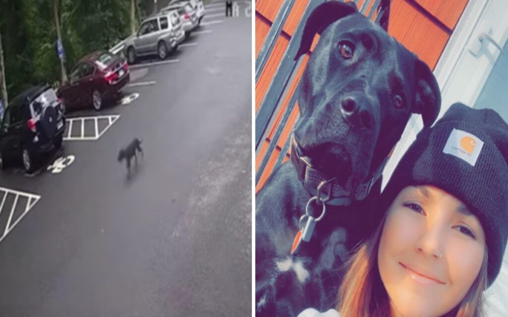 cane scappa per cercare la sua proprietaria nel suo luogo di lavoro