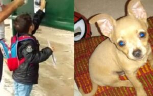 VIDEO: Questo bambino ha perso il cane e offre i suoi giocattoli come ricompensa