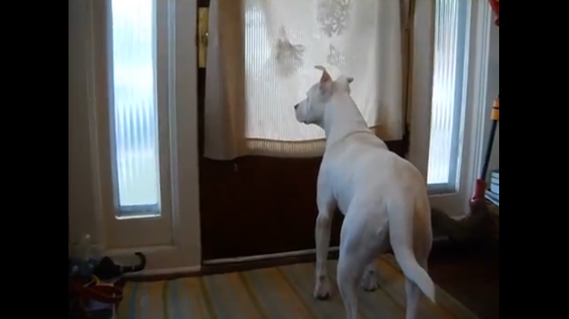 cane si emoziona dopo che rivede il suo padrone