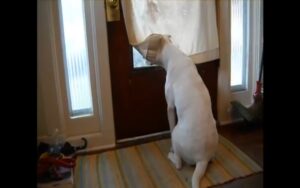 VIDEO: Cane guida sordo impazzisce dalla gioia quando il suo papà soldato torna a casa