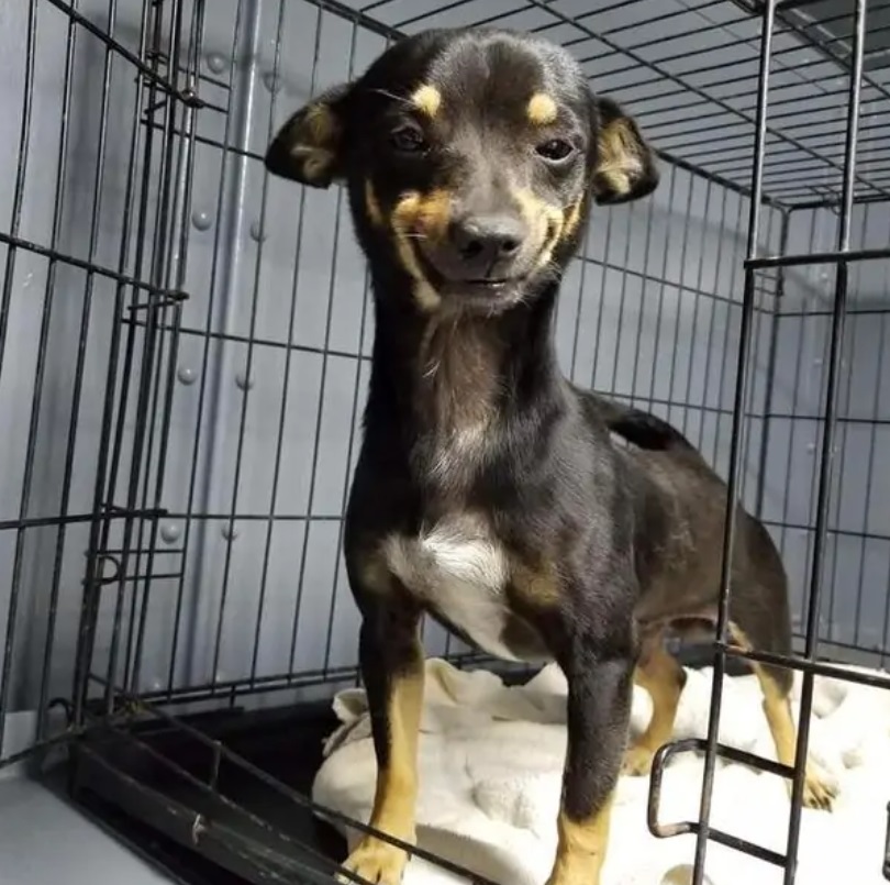 cane fa innamorare il web con il suo sorriso