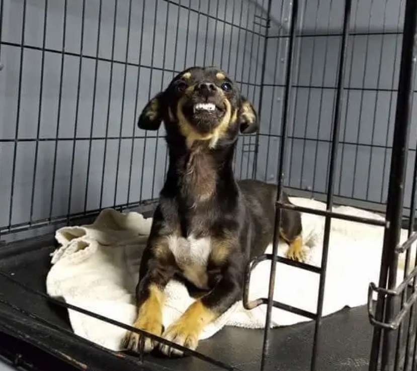 cane fa innamorare il web con il suo sorriso