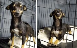 Cane abbandonato in un rifugio fa innamorare il web grazie al suo sorriso: riceve centinaia di richieste di adozione
