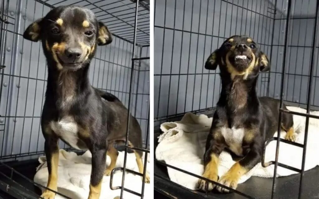 cane fa innamorare il web con il suo sorriso