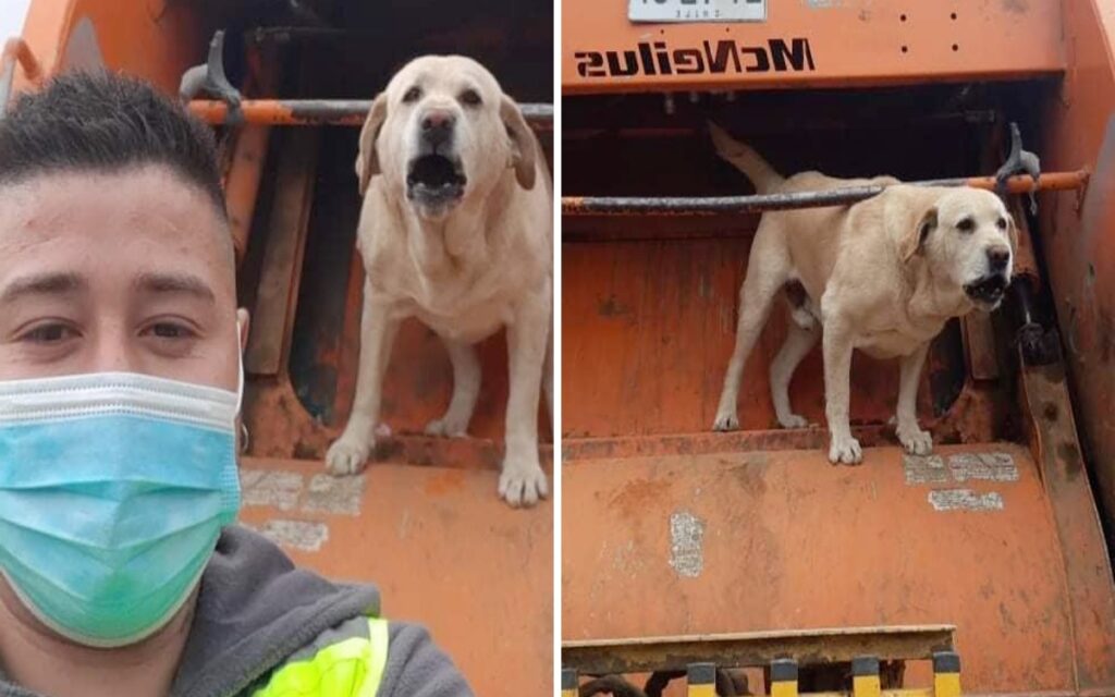 cane si distrae da delle carezze e sbaglia camion perdendosi