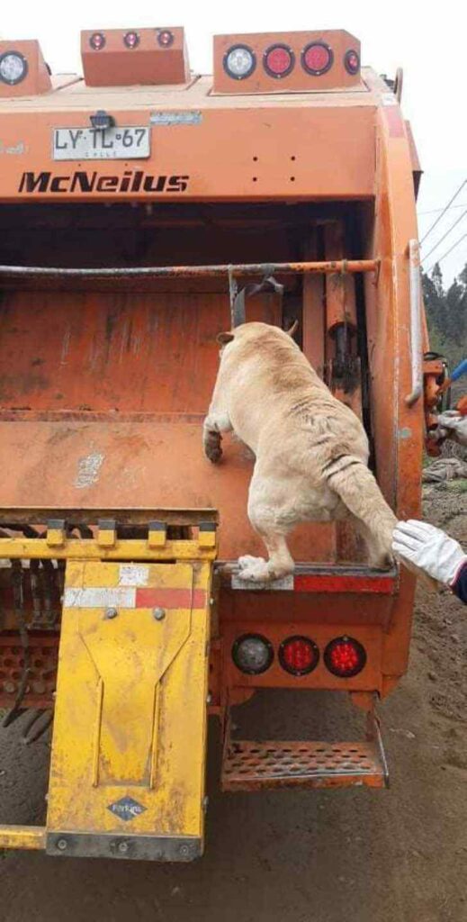 cane si distrae da delle carezze e sbaglia camion perdendosi