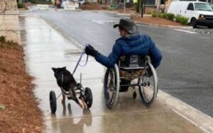 Cucciolo adottato da una persona con la stessa disabilità, dopo un anno muore. Erano inseparabili