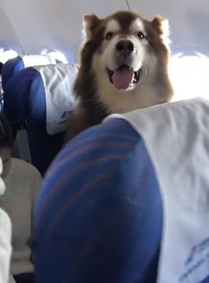 Un Alaskan Malamute su un volo, per accompagnare il suo padrone disabile