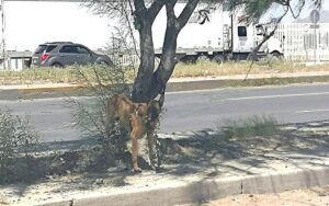 Cucciolo salvato dopo che era stato legato a un albero senza cibo né acqua