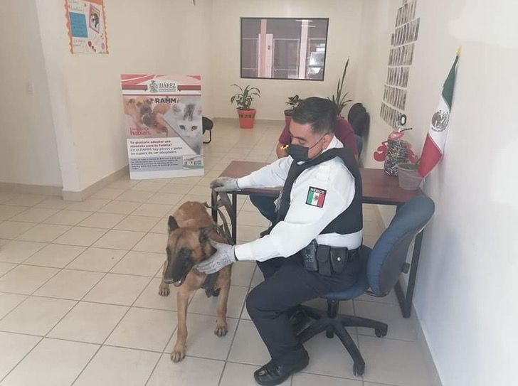 cane viene abbandonato senza cibo ne acqua legato a un albero