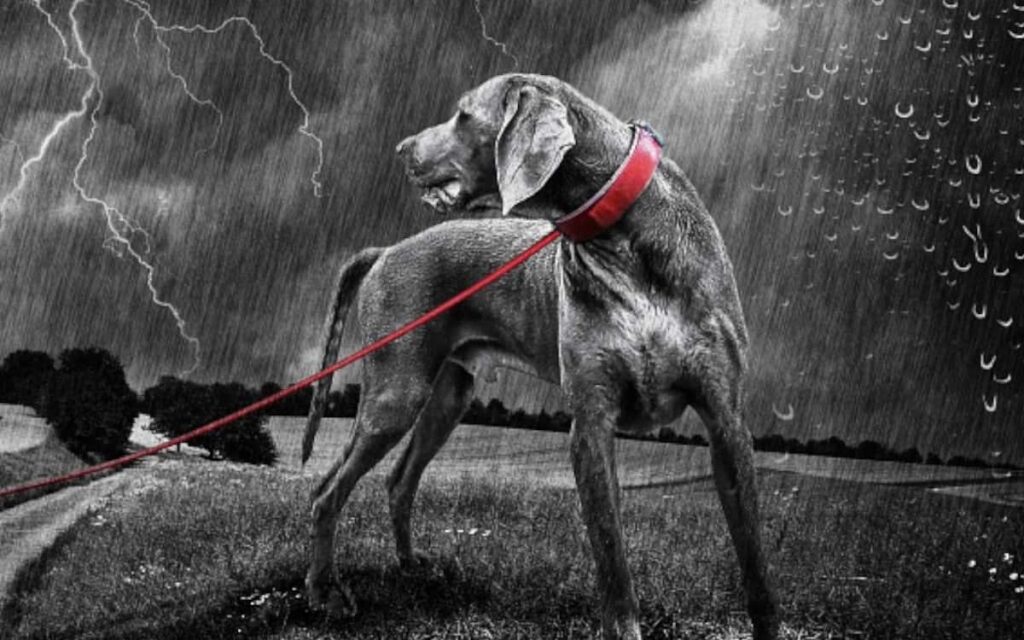 Come calmare un cane con la paura dei temporali