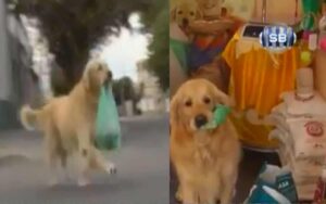VIDEO: Cane solo si reca con una borsa al negozio per comprare il suo cibo