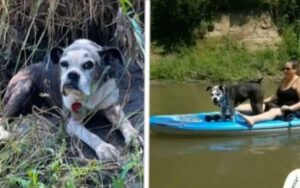 VIDEO: Trovano un cane scomparso, era intrappolato in un fiume