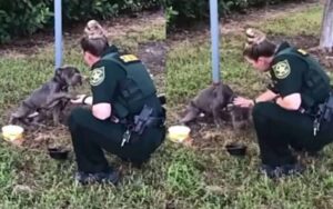 VIDEO: cane malato abbandonato legato a un palo, ha dato la zampa chiedendo aiuto al suo soccorritore