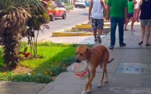 Cane assetato escogita un modo originale  per chiedere dell’acqua ai passanti.