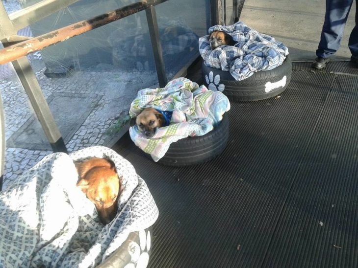 operai costruiscono dei letti a dei cani randagi