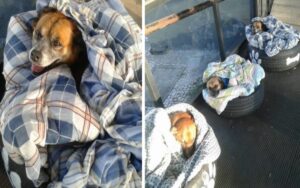 Stazione degli autobus trasforma pneumatici riciclati in letti per cani di strada