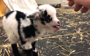 Capretta emette versi adorabili mentre chiede coccole al suo padrone