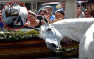 VIDEO: portano il cavallo al funerale del suo proprietario e lui non vuole staccarsi dalla bara