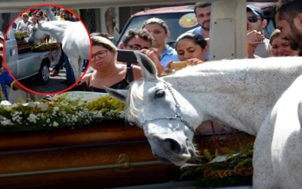 cavallo piange al funerale del suo proprietario defunto