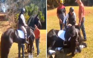 VIDEO: cavallo si sdraia per far salire il proprietaria in sedia a rotelle