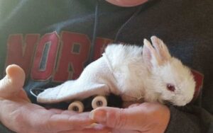 Trovato coniglietto solo e paralizzato, adesso corre con la sua ” sedia a rotelle “