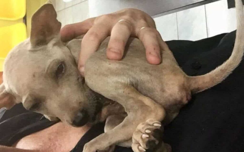 Cucciolo di strada si aggrappa al suo salvatore quando sa di essere finalmente al sicuro