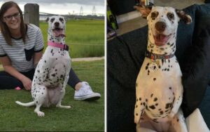 Dalmata è stata salvata dopo che le hanno tagliato le zampe anteriori in un mattatoio cinese