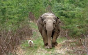 VIDEO: un elefante e un cane restano amici inseparabili fino alla fine