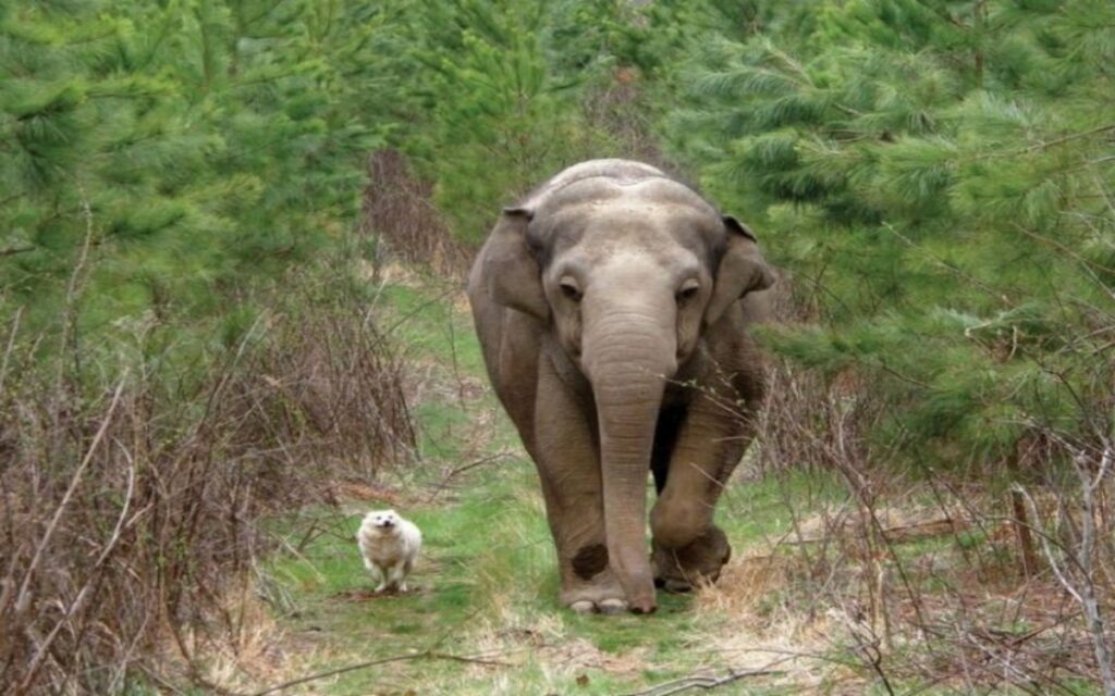 un elefante e un cane diventano amici inseparabili