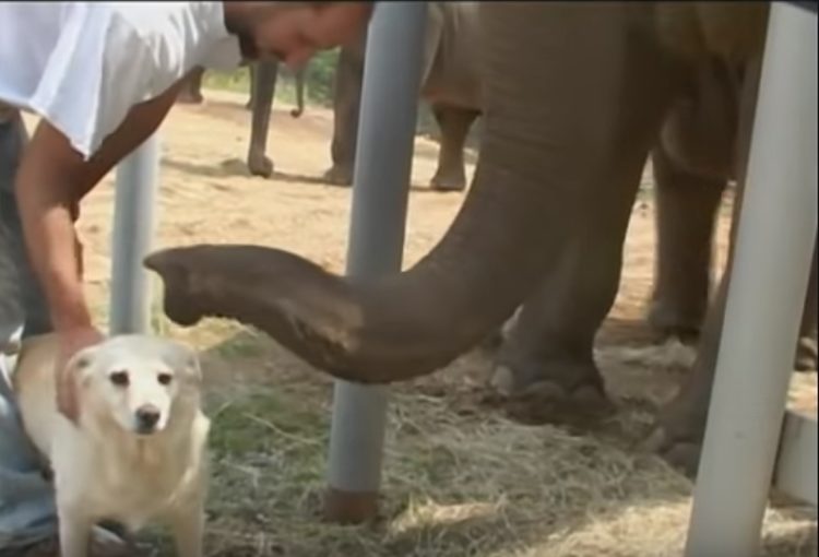 un elefante e un cane diventano amici inseparabili