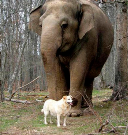 un elefante e un cane diventano amici inseparabili