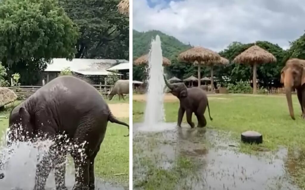 un elefantino gioca con un tubo dell'irrigazione rotto