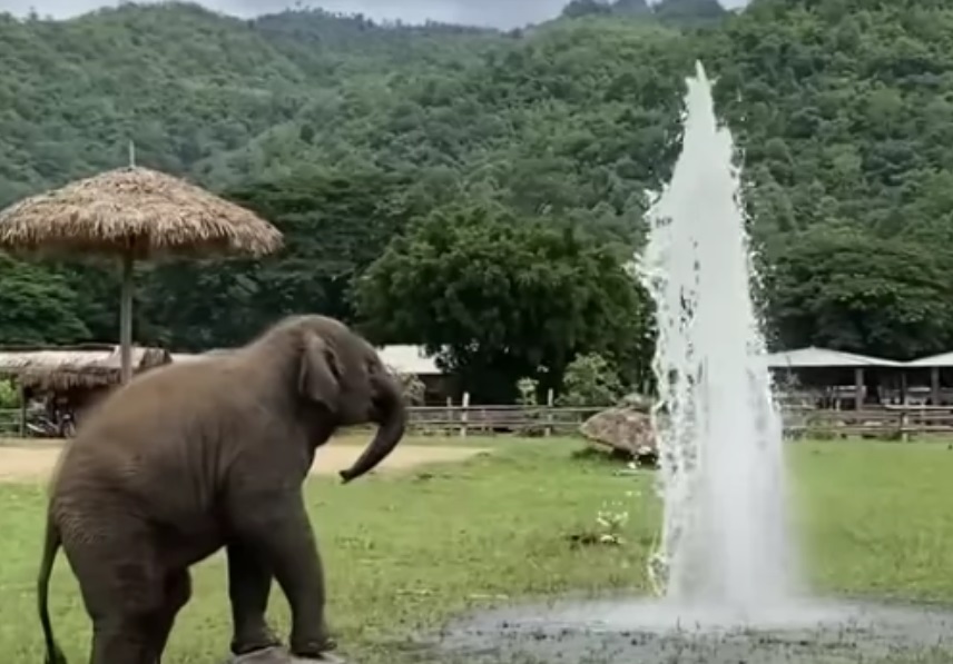 un elefantino gioca con un tubo dell'irrigazione rotto