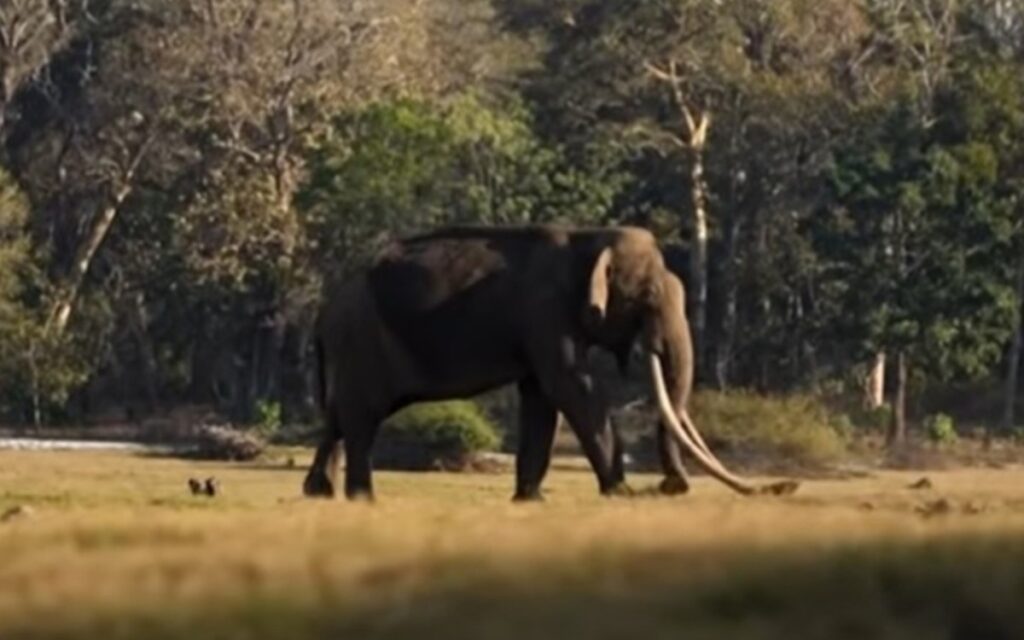 elefante fa il giro del web grazie alle sue lunghe zanne