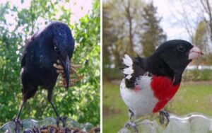 Donna installa una fotocamera in una mangiatoia per fotografare degli uccelli